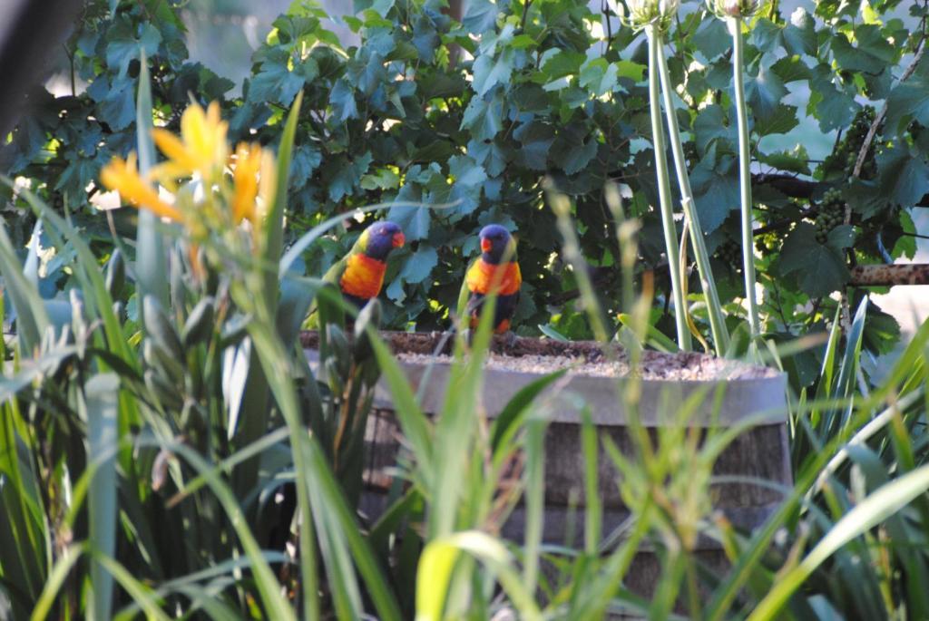 Amble At Hahndorf Bed & Breakfast Room photo